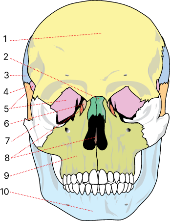 Human skull front bones numbered