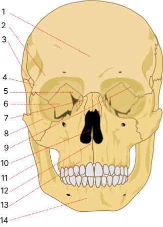 Human skull front details numbered