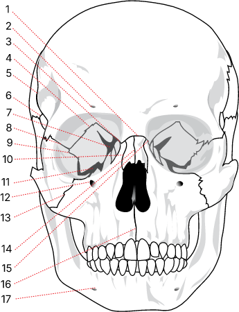 Human skull front suturas numbered