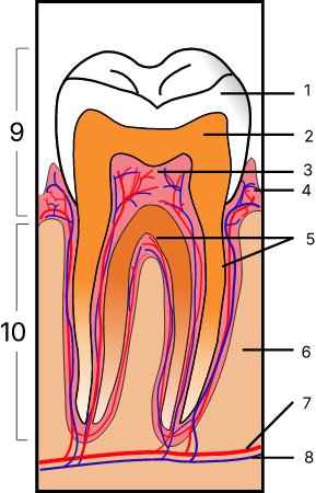 Tooth Section numbered