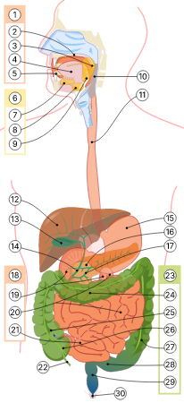 Digestive system diagram numbered