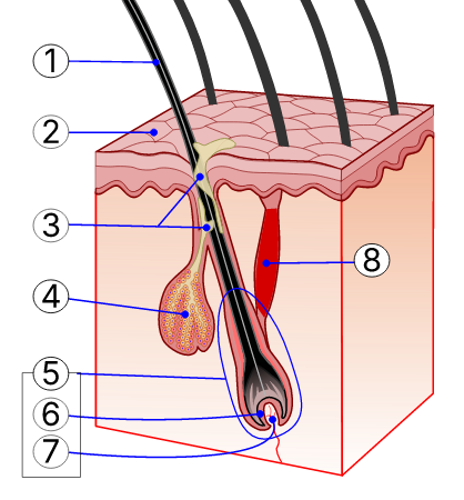 Hair follicle numbered