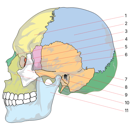 Human skull side bones numbered