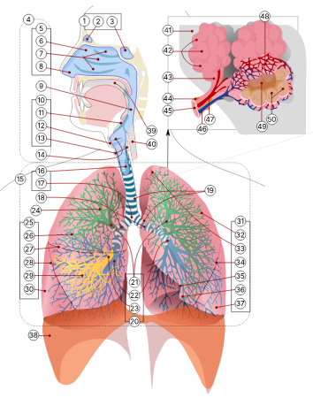 Respiratory system complete numbered