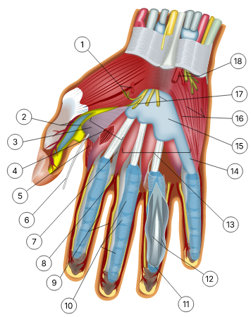 Wrist and hand deeper palmar dissection-numbers