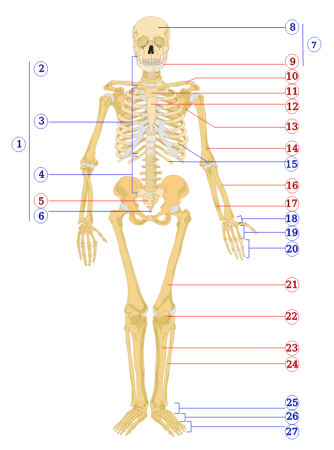 Human_skeleton_front_numbered