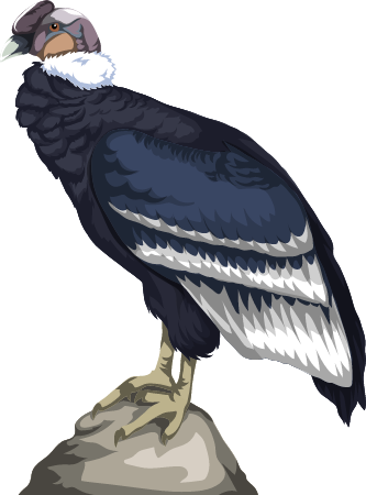 Andean condor