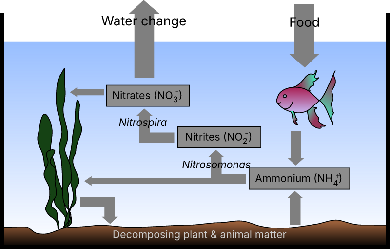 Aquarium Nitrogen Cycle