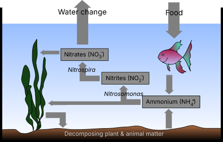 Aquarium Nitrogen Cycle