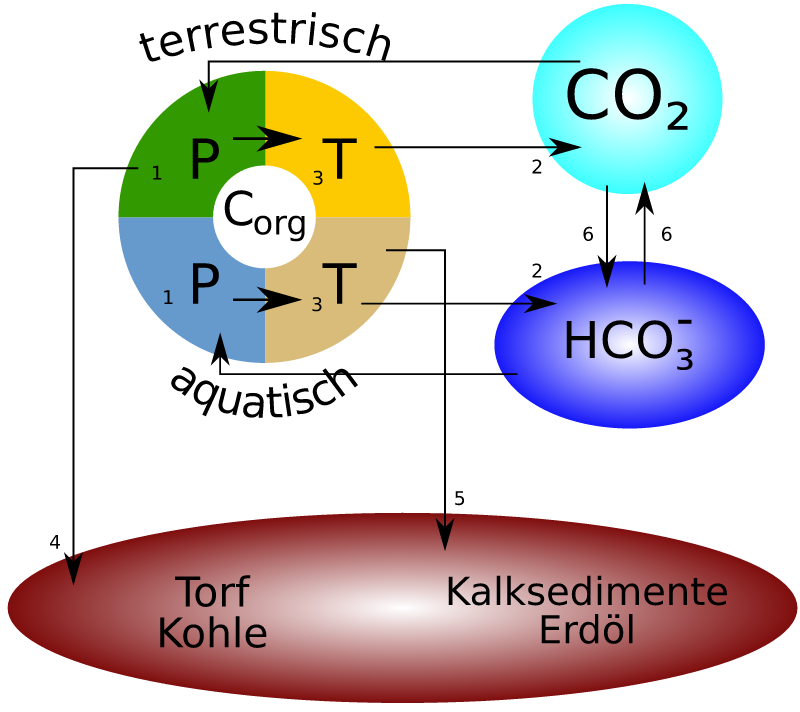 Biogeochemical carbon cycle