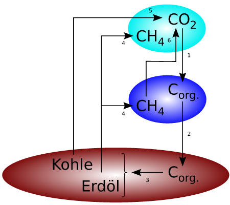 Biogeochemical carbon cycle