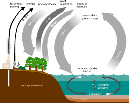 Carbon cycle