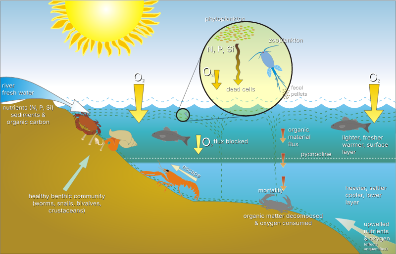 Scheme of eutrophication