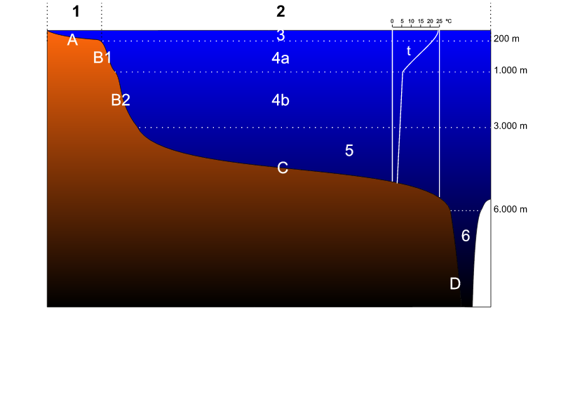 Oceanic ecosystems 