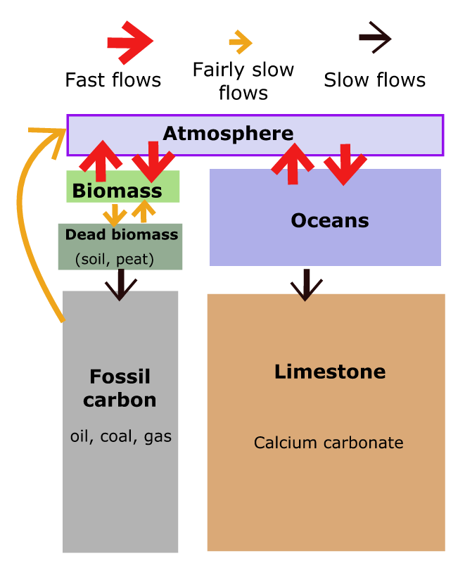 Carbon flow