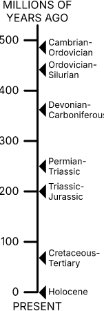 Mass Extinction Timeline