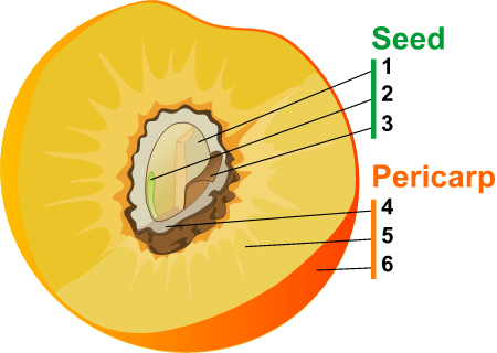 Drupe fruit diagram