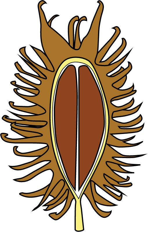 Bivalve with seeds and attachable spines