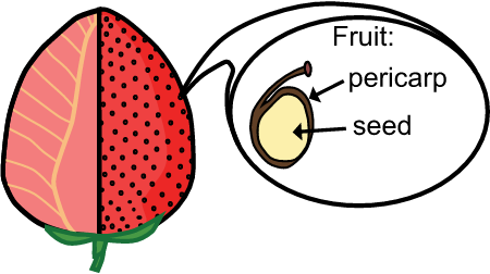 Fruit morphology fruit type - achenecetum Fragaria