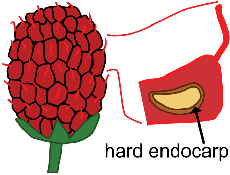 Rubus seed cross section