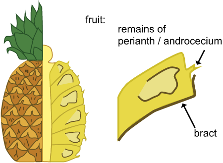 Fruit morphology fruit type - sorosis Ananas comosus