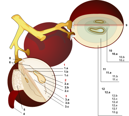 Wine grape diagram numbered
