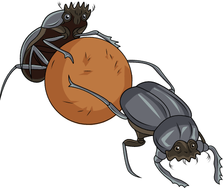 Dung Beetles