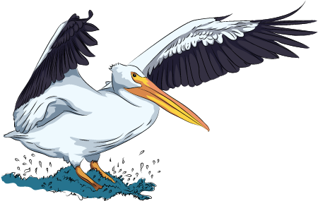 White pelican