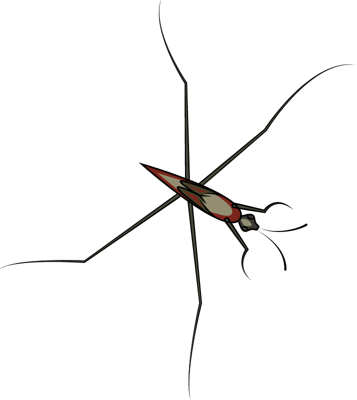 Pond skater