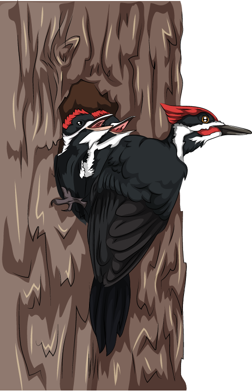 Pileated Woodpecker