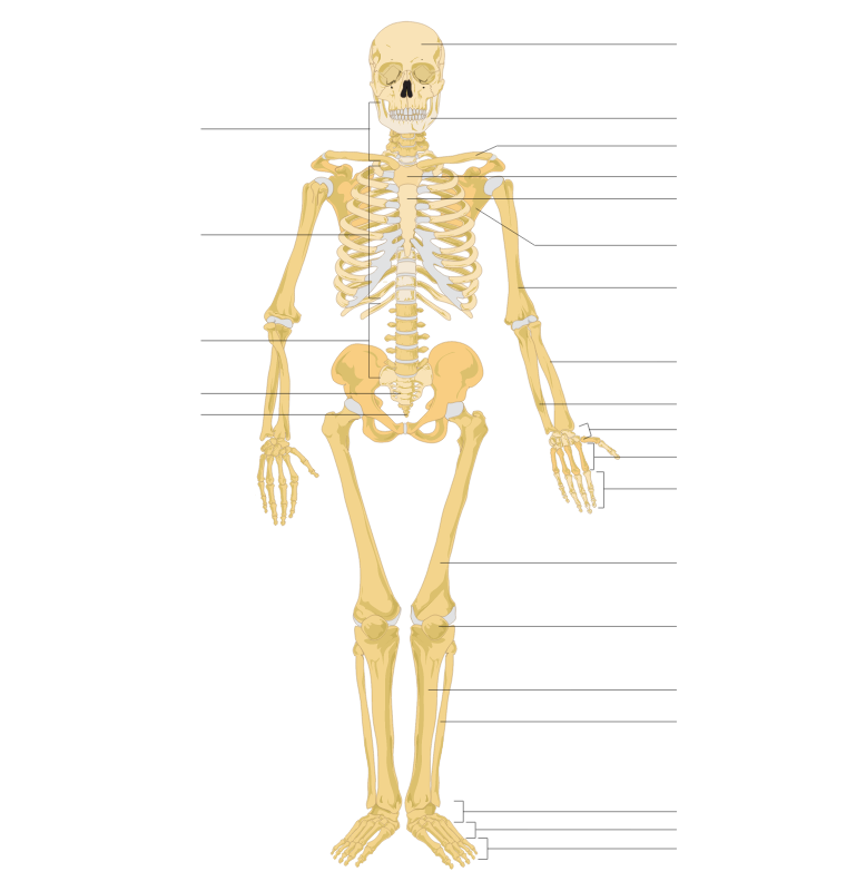 Diagram of a human female skeleton without labels, but with arrows