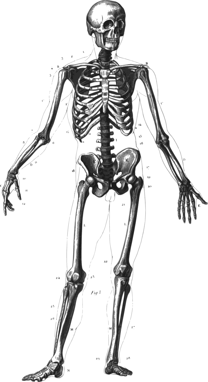 Skeleton diagram