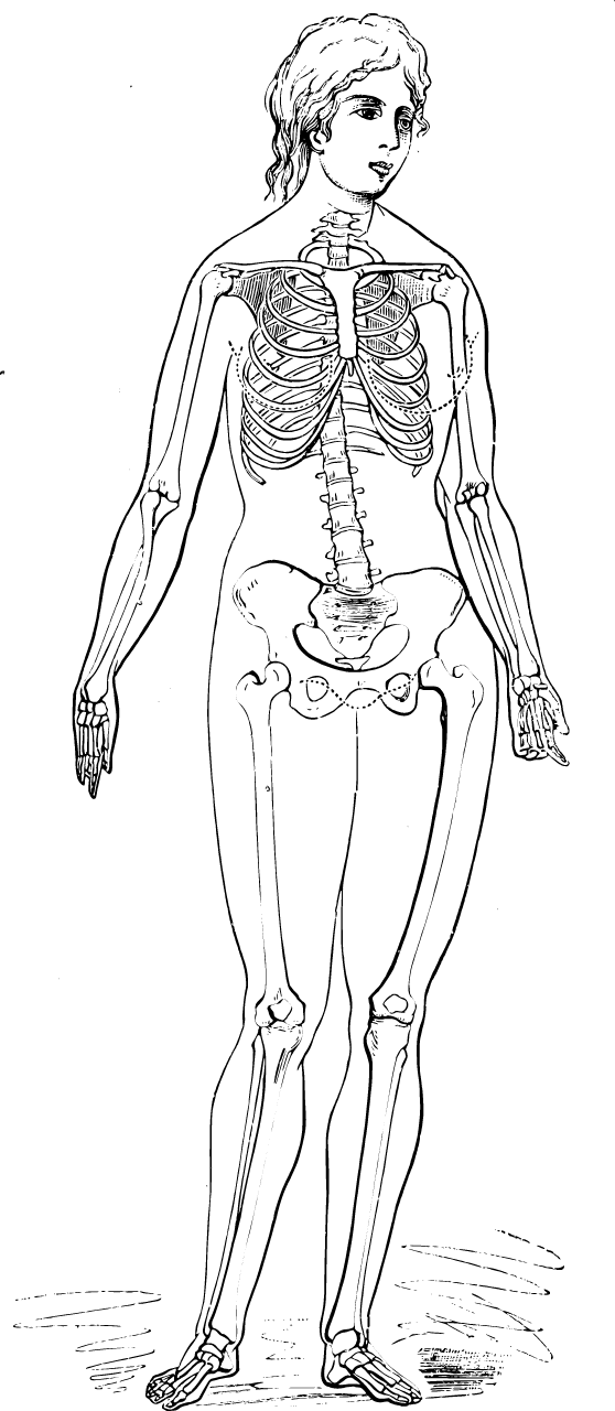  Female skeleton