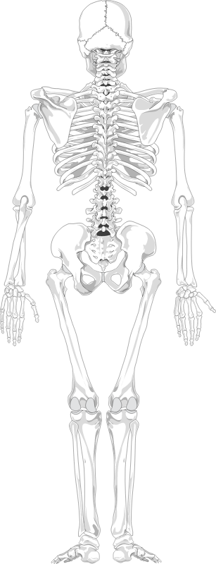 Human skeleton back view