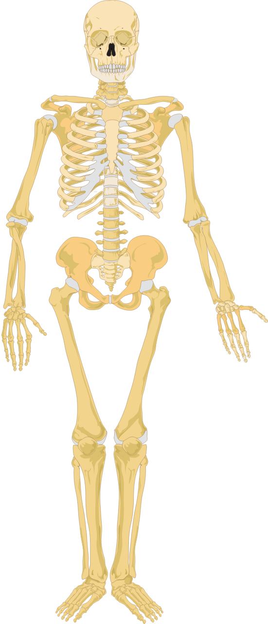  Human skeleton front veiw
