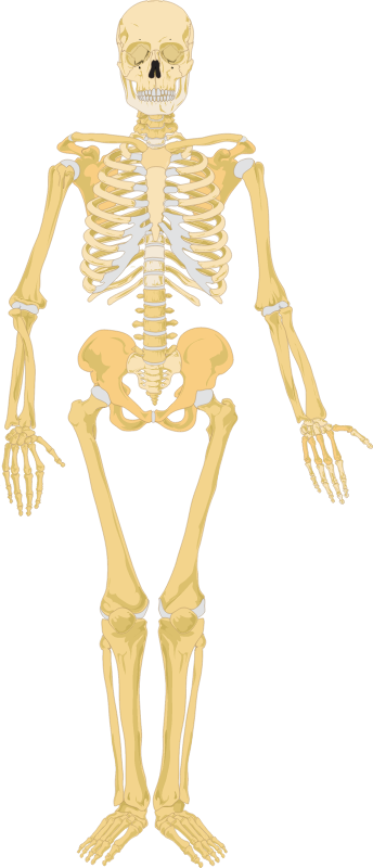  Human skeleton front veiw