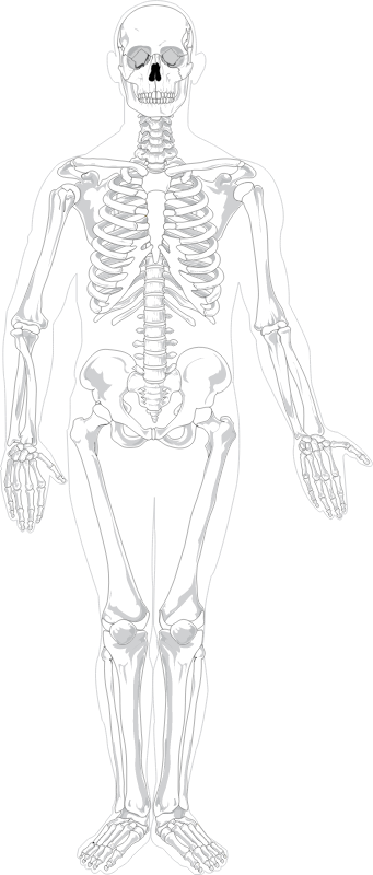 Human skeleton front view
