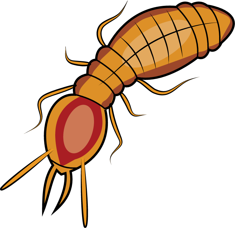 Formosan Subterranean Termite