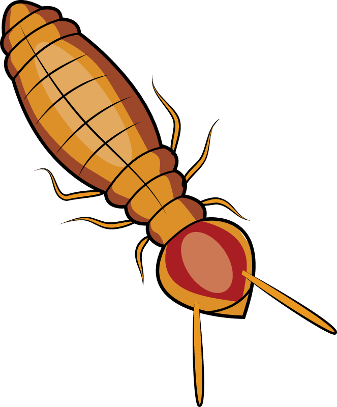 Formosan Subterranean Termite