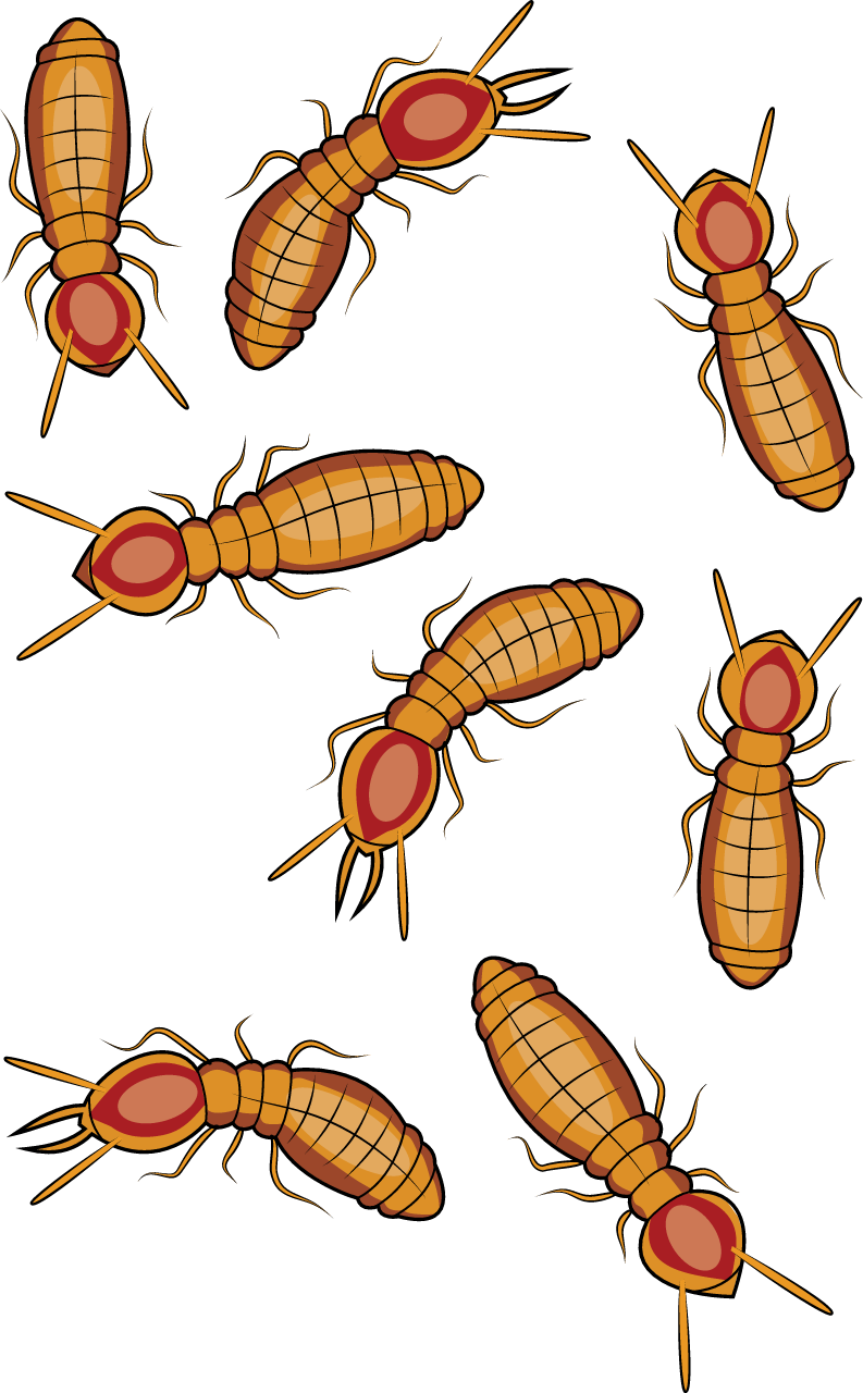 Formosan Subterranean Termites