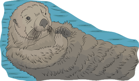 Sea Otters relaxing on the water