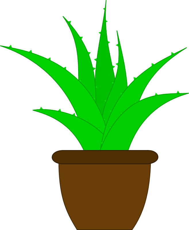 Aloe Vera in a Pot