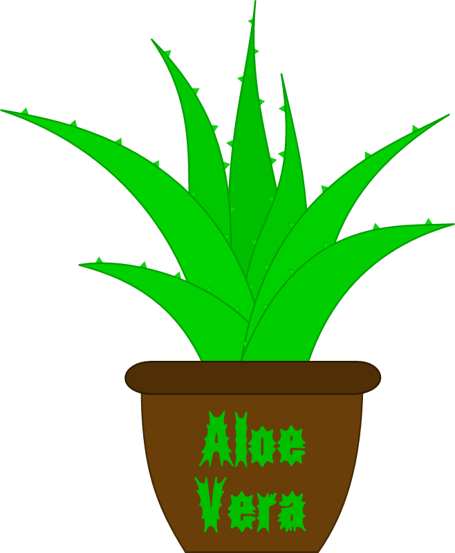 Aloe Vera Plant with Label