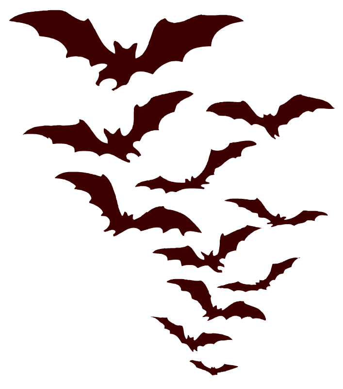 Bats Flying at Night