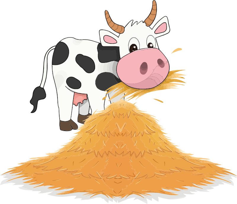 Cow eating hay with shadow