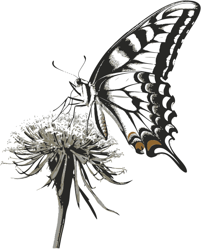 Swallowtail Butterfly on Flower