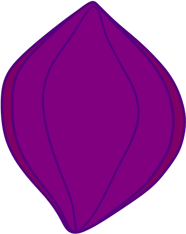 Terminalia Catappa Seed