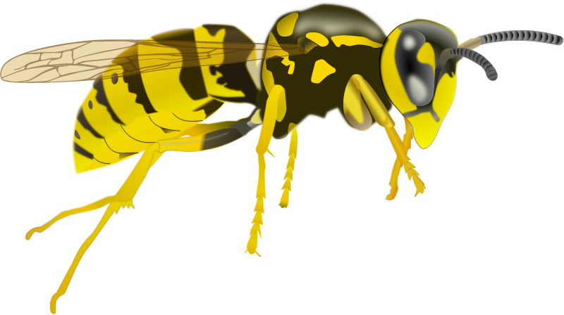 Yellow Jacket Insect