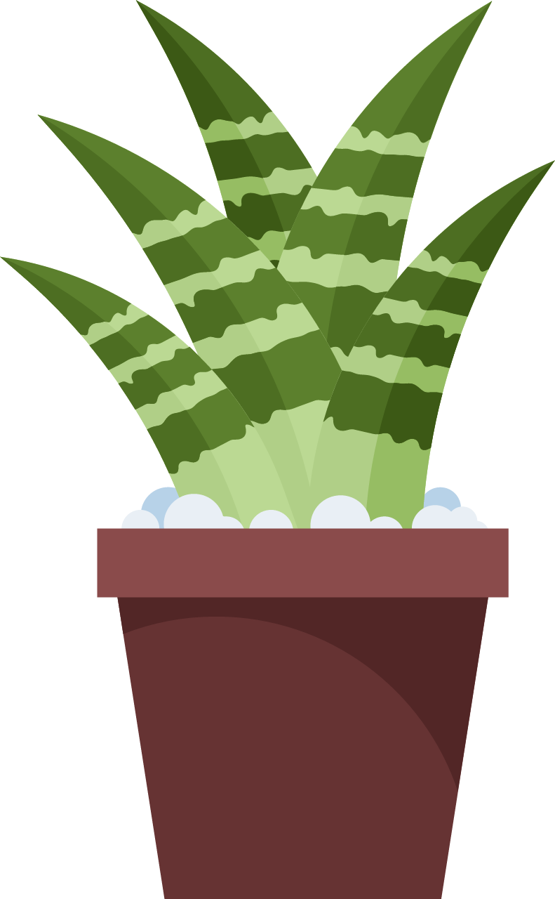 Agave Guiengola Plant in Pot