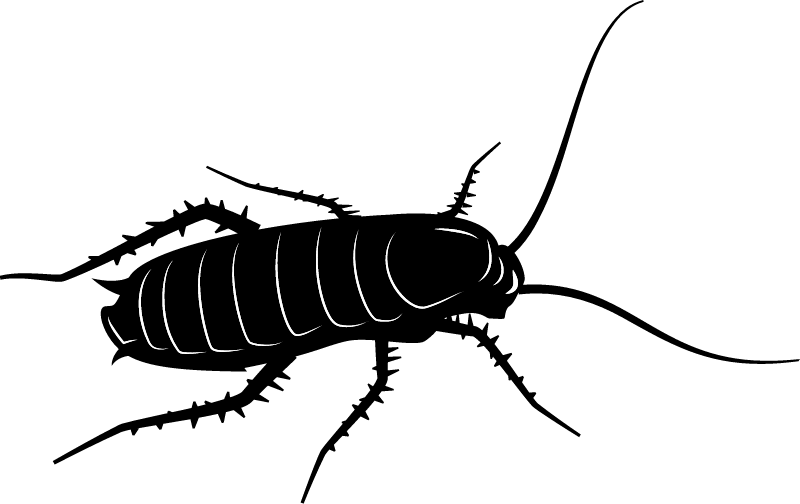 Cockroach Silhouette